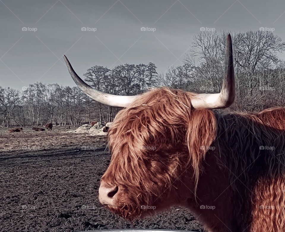 Close-up of the head of a red hairy highland cattle with big horns