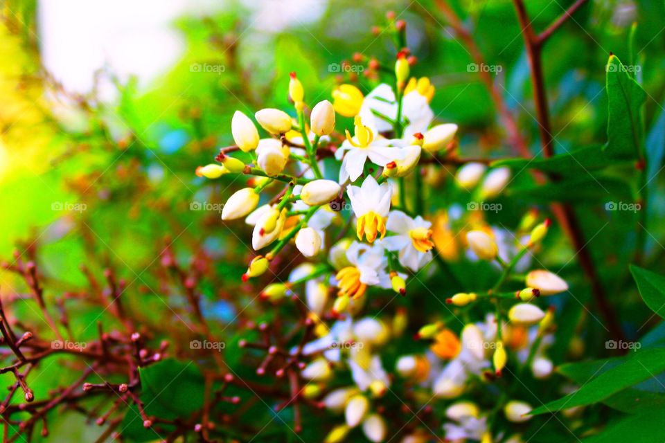 White and yellow clusters of flowers