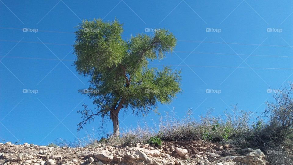 beautiful aragania tree.