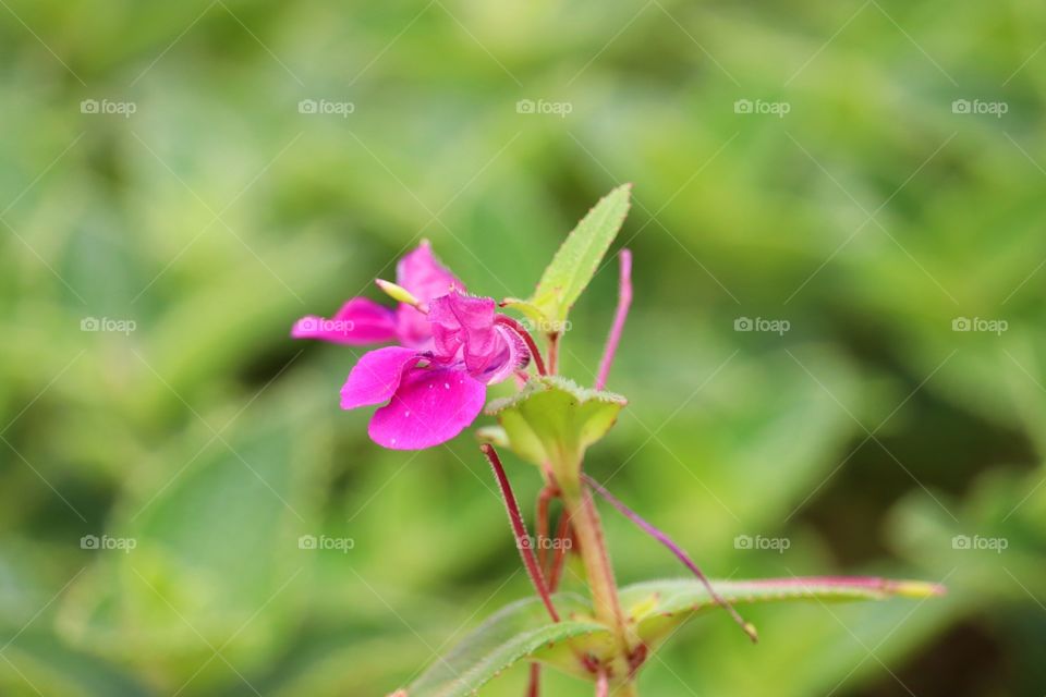 Indian grass flower