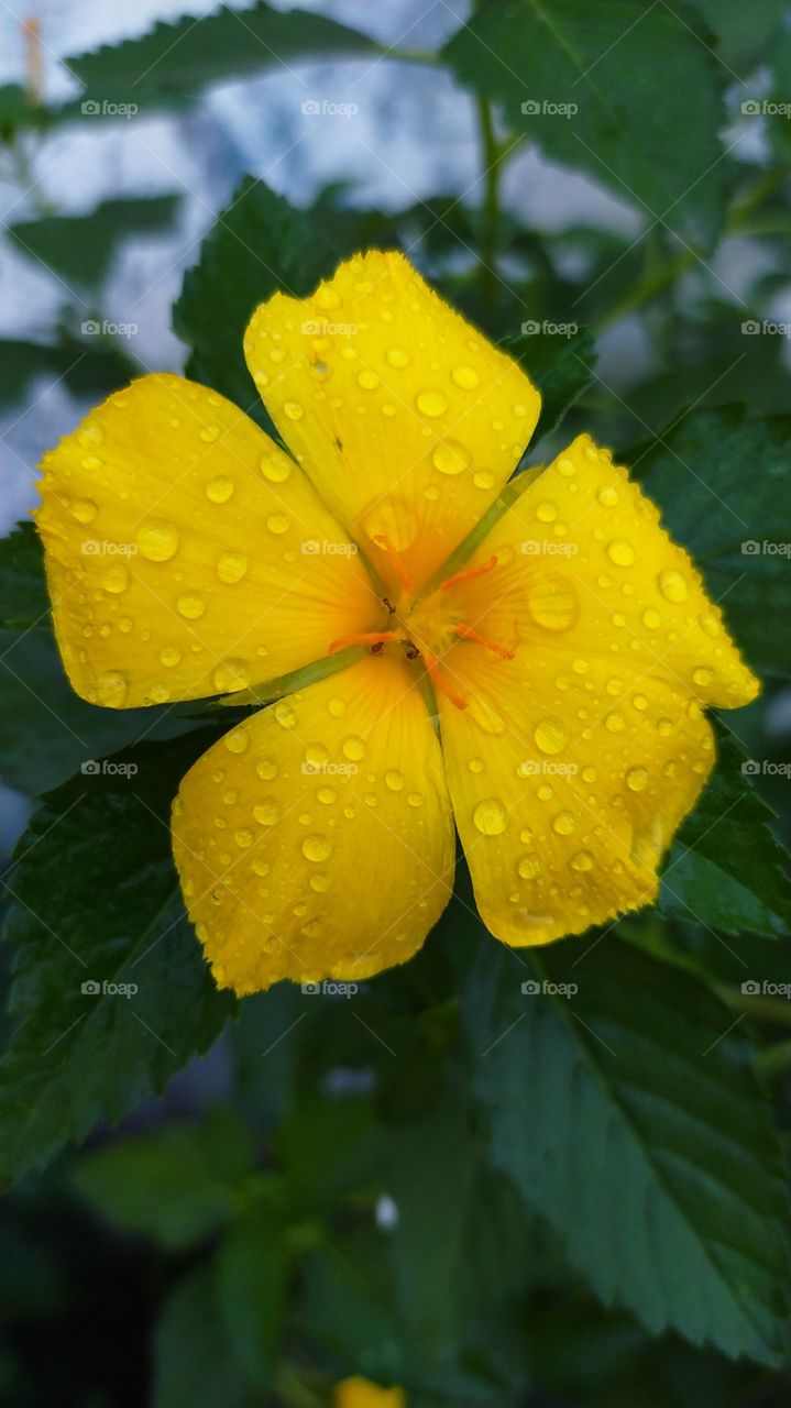 :: Wet Flower ::