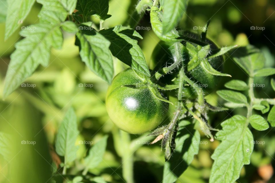 Early unripened green cherry tomato on the vine with leaves stems and greenery surrounding the tomato. This is a cherry tomato plant that is planted in my backyard.