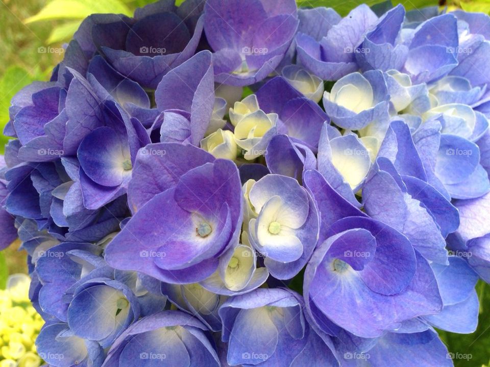 Blue Hydrangea