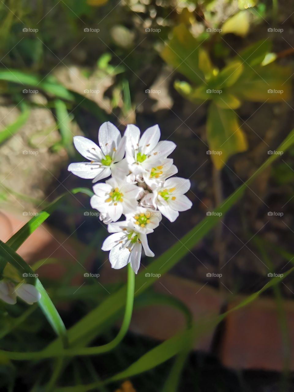White flowers in my garden