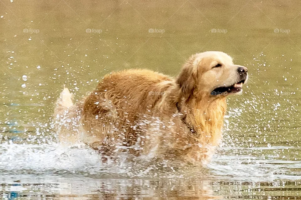 Dog