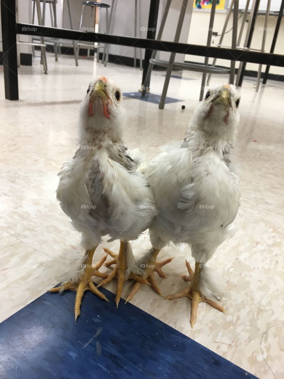 Chickens 