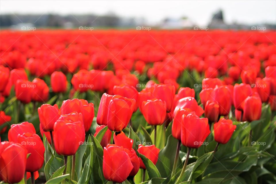 tulips