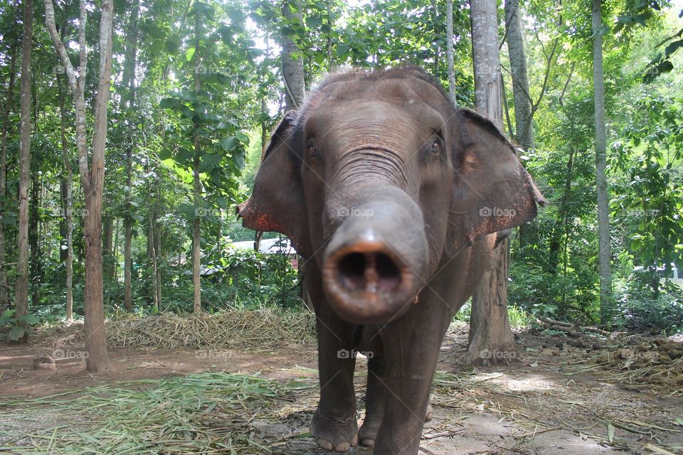 Asian elephant, Chiang Mai, Thailand