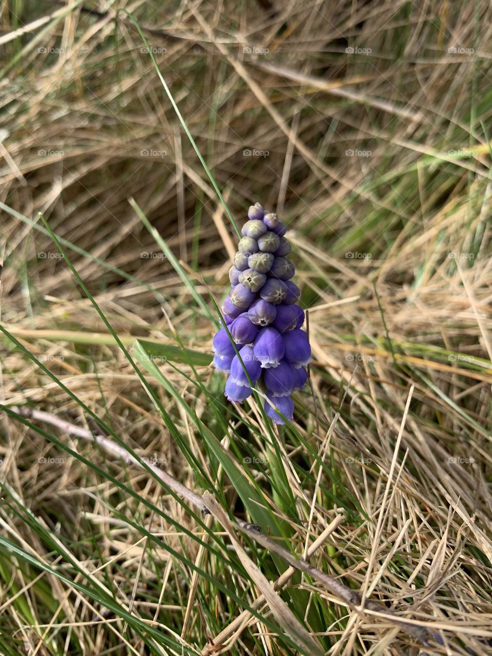 Muscari - spring wildflower