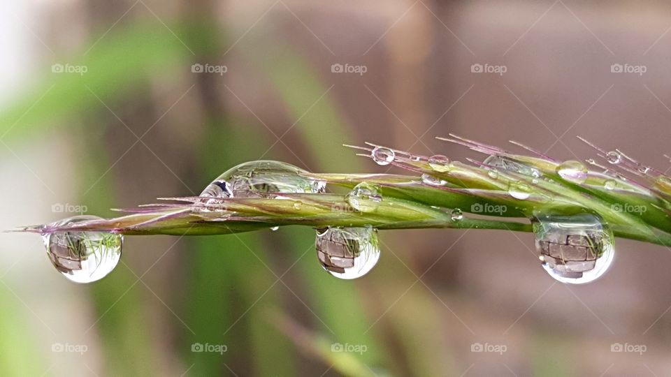 Raindrops on the blade of grass.