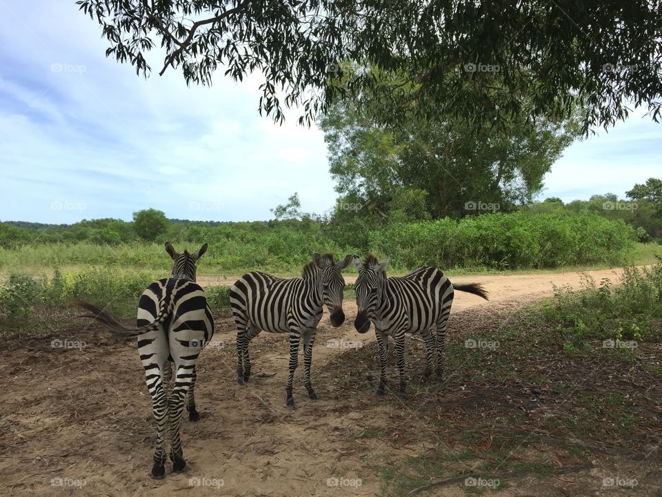 Zebras in the wild