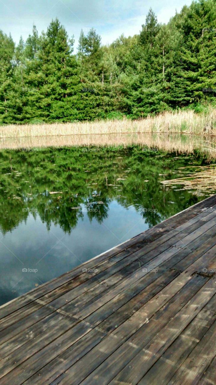 pond reflection