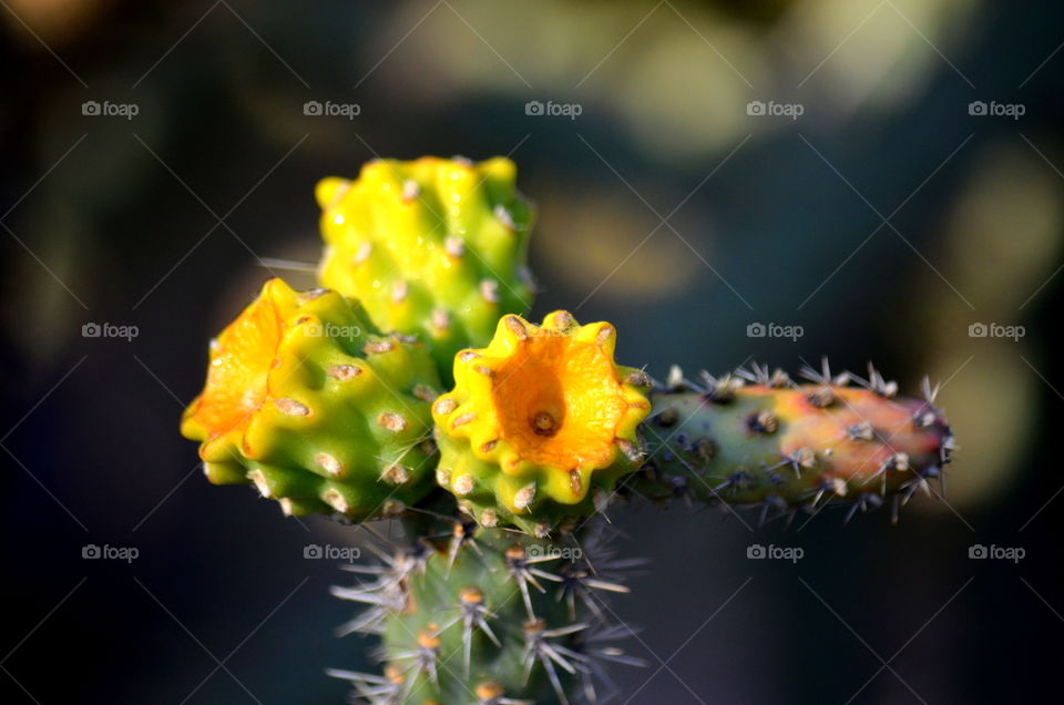 Cactus