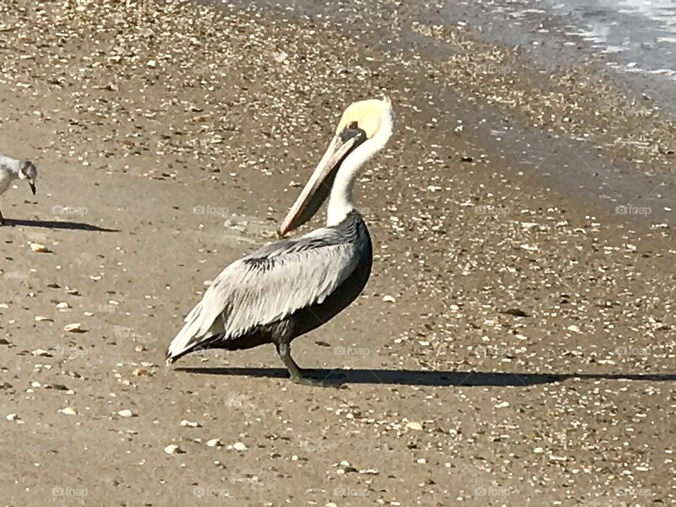  Pelican at Canaveral National Seashore Playalinda Beach Florida 