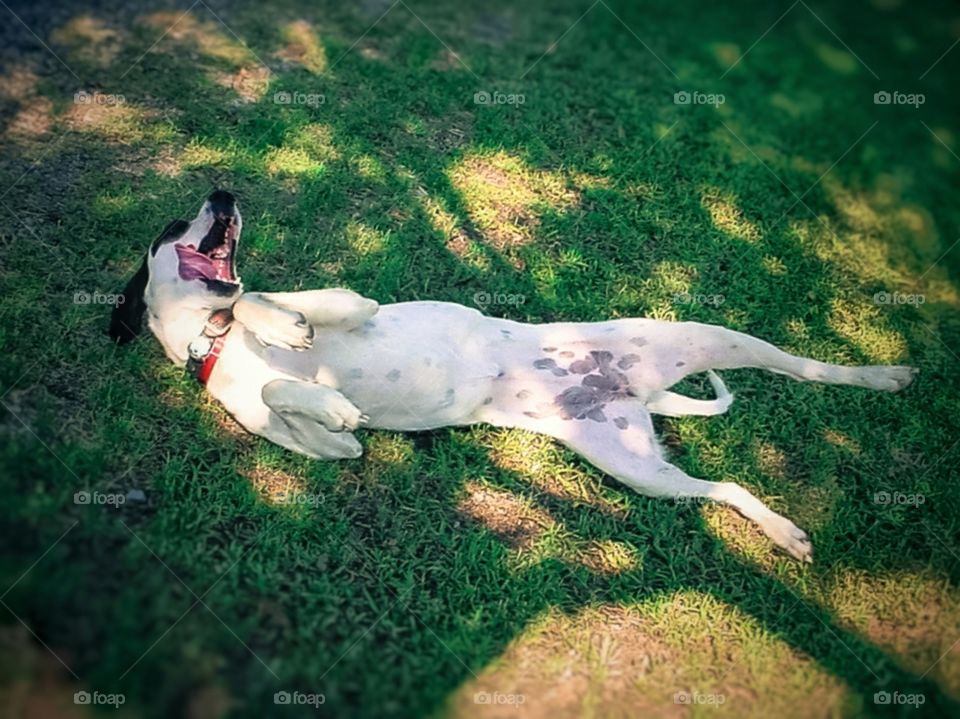 A very happy dog rolling in the grass under a shade tree