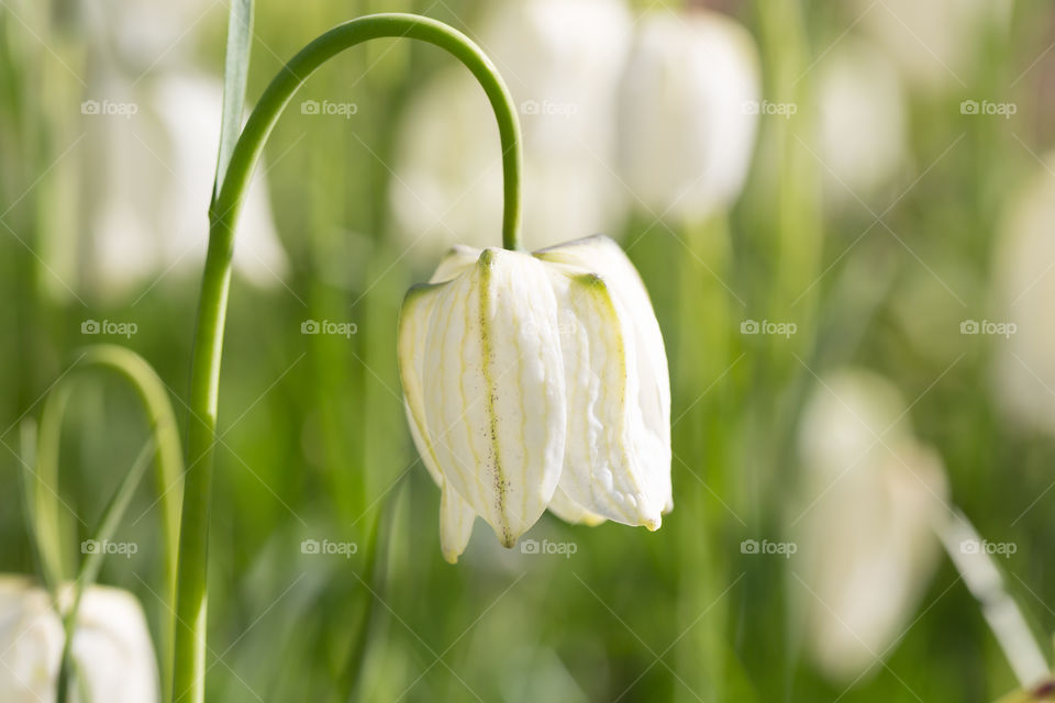Closeup of beautiful white lily flower in a field 