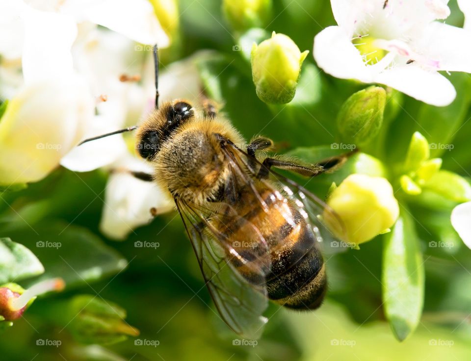 Bee, Honey, Pollen, Nature, Pollination