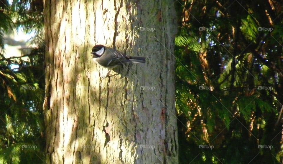 Great tit on a tree