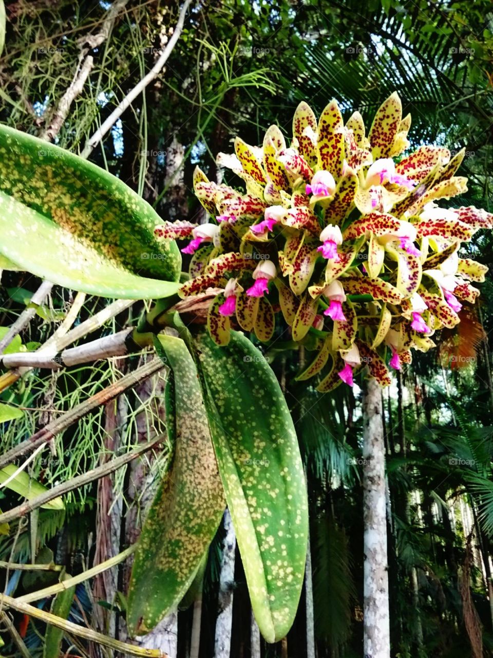 As sarapintadas orquídeas da floresta.