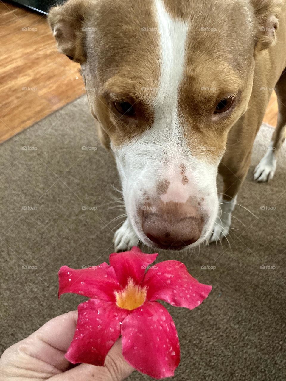 Beautiful rescue pitbull with hibiscus 🌺