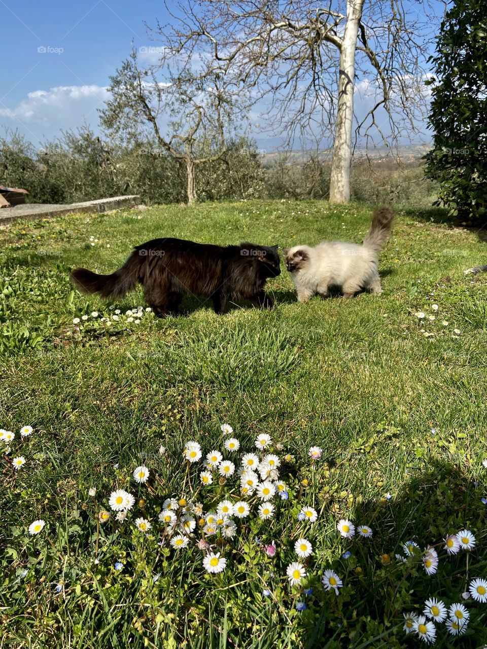 Love is in the air: black and white cats in love 