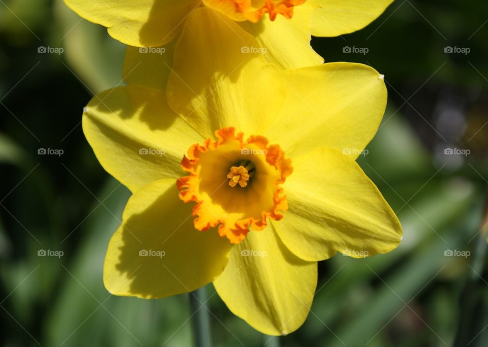 Yellow and orange daffodil