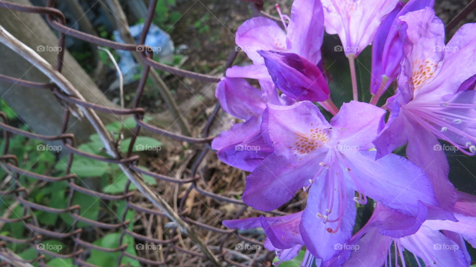 A beautiful, purple flower with a rusted fence in the back.