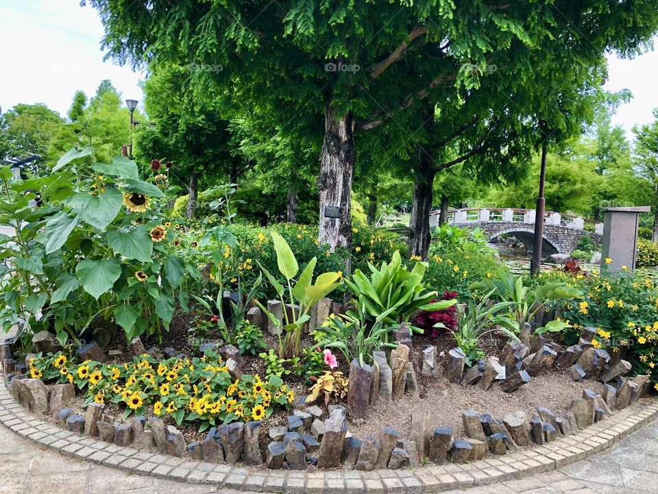 Garden with trees