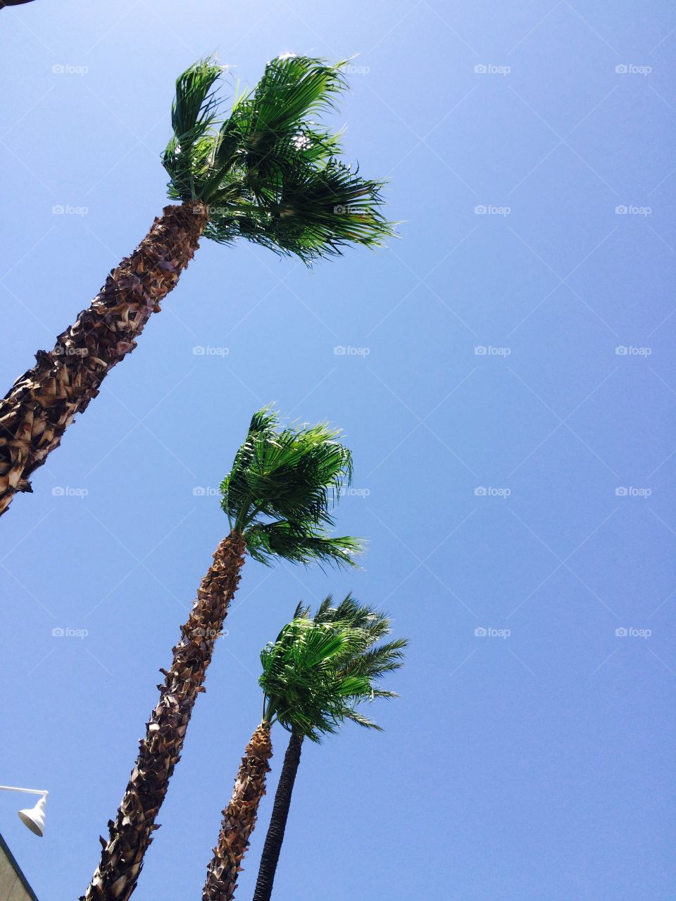 3 palms in the wind