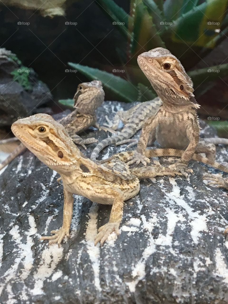 Lizards 