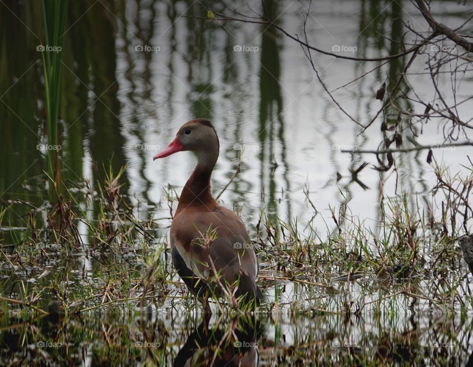 Black Bellied Whistling Duck wading through the wetlands.