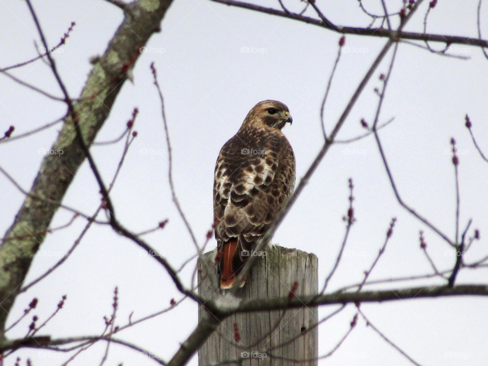 A red tailed hawk lands on a telephone pole overlooking a corn field in a rural town in February. 