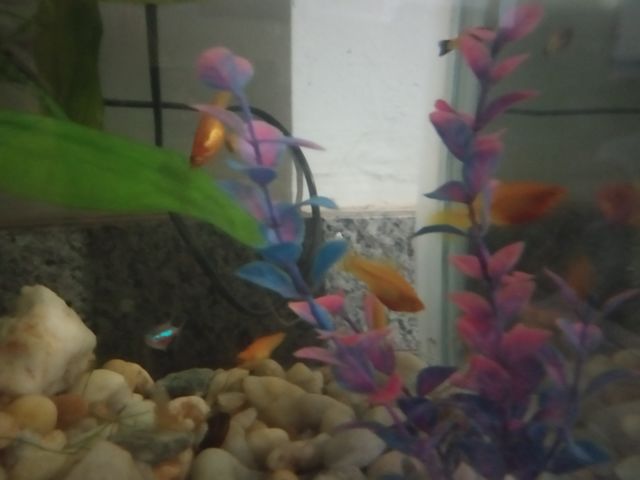 fish