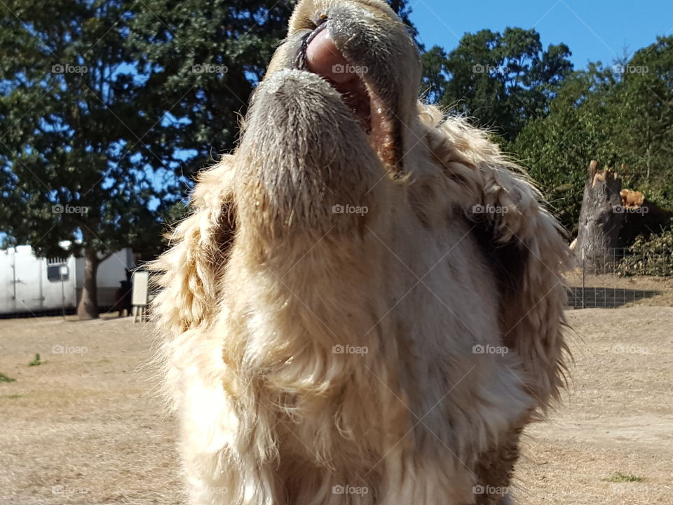 Close-up of alpaca