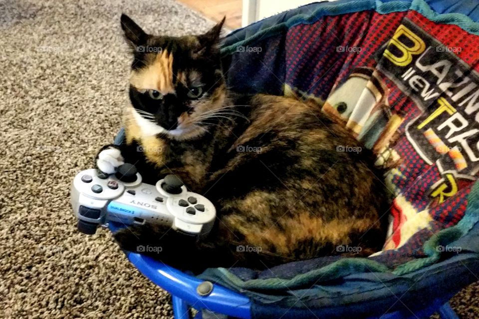 Calico cat playing video game