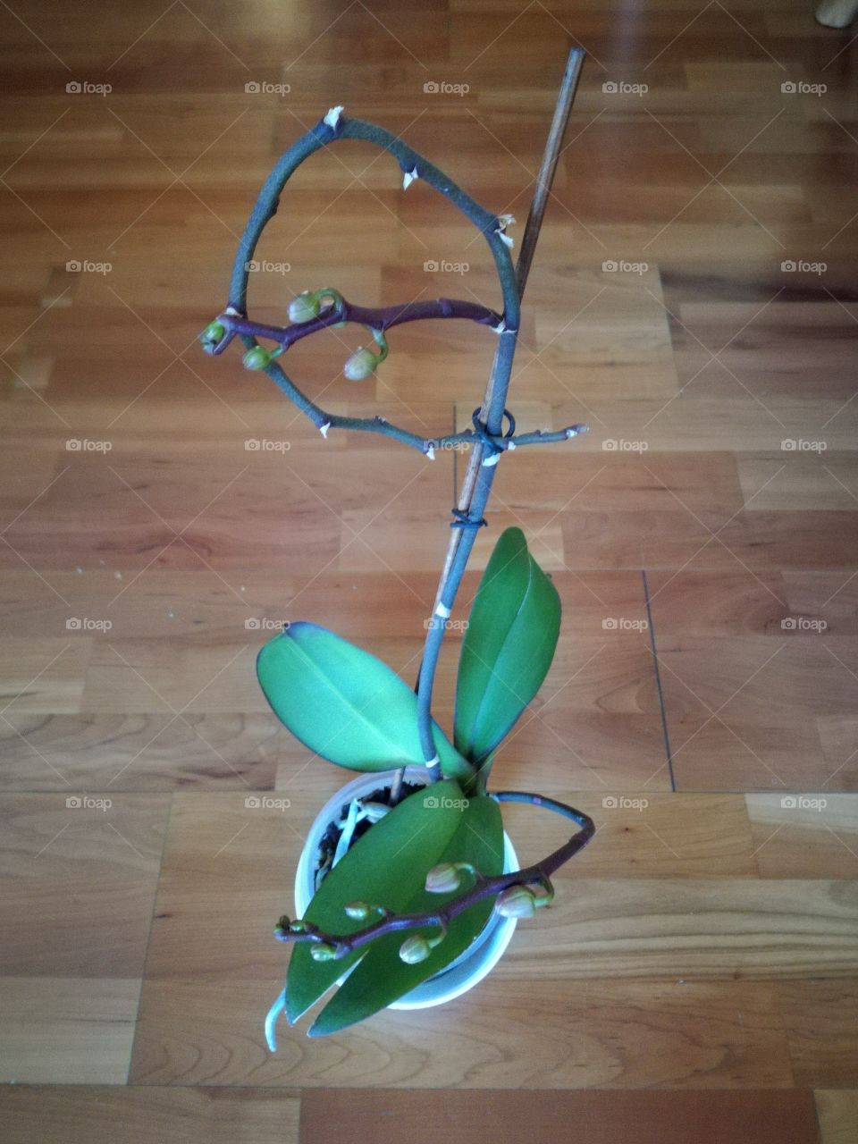 My home orchid. I'm very proud for it. It's a very cold winter