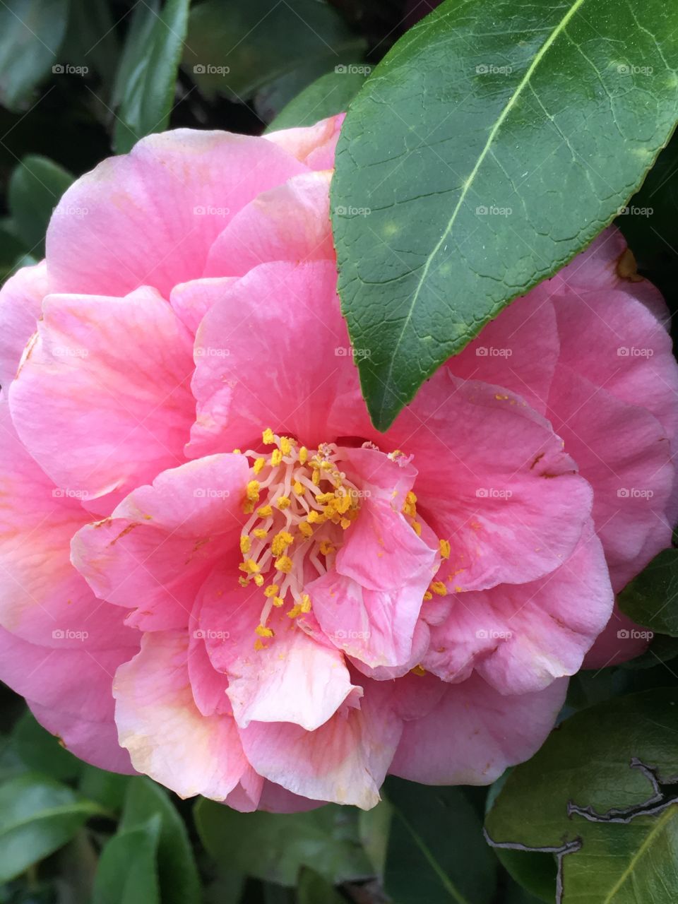 Pink camellia 