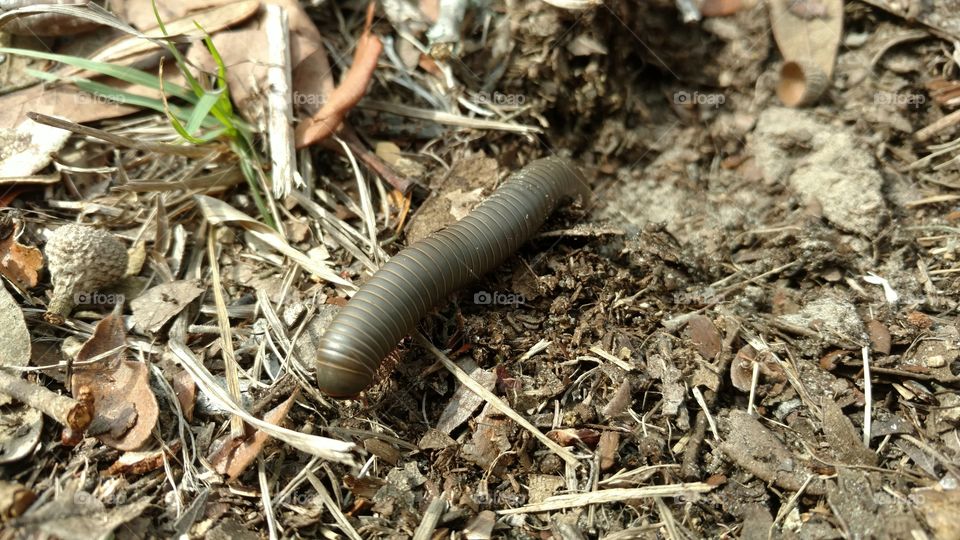 centipede or millipede... to many legs to count. garden creature