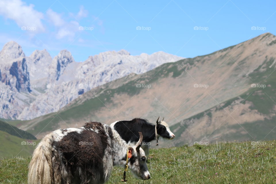 tibet yak