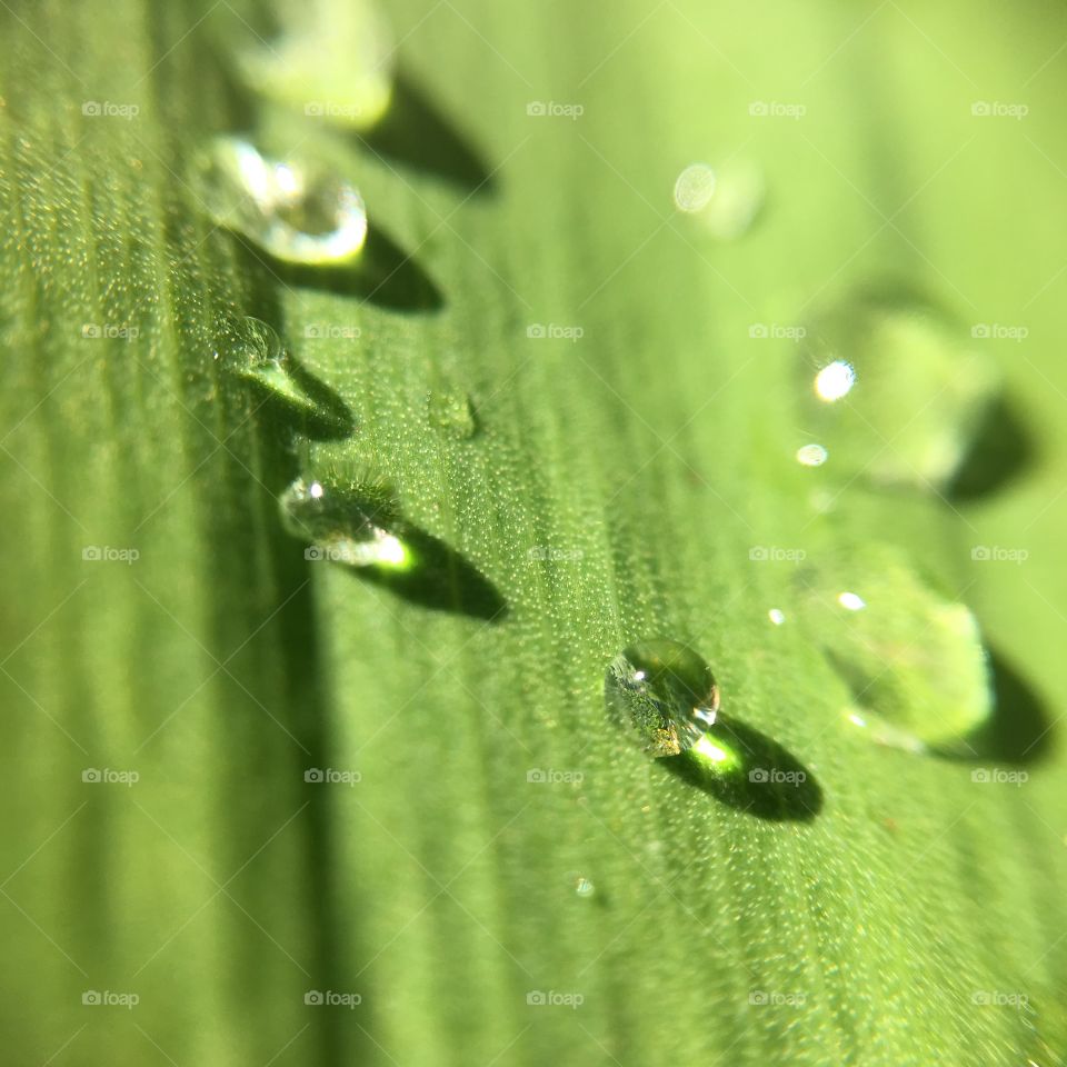 Rain drops on lily of The Valley leaf