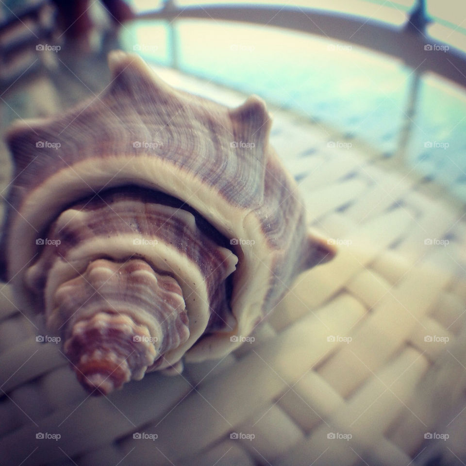 beach sea island shell by jorgebernal