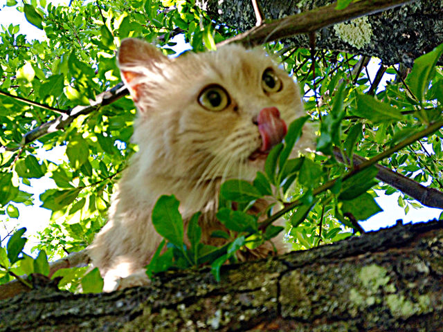 Cat saw the mouse