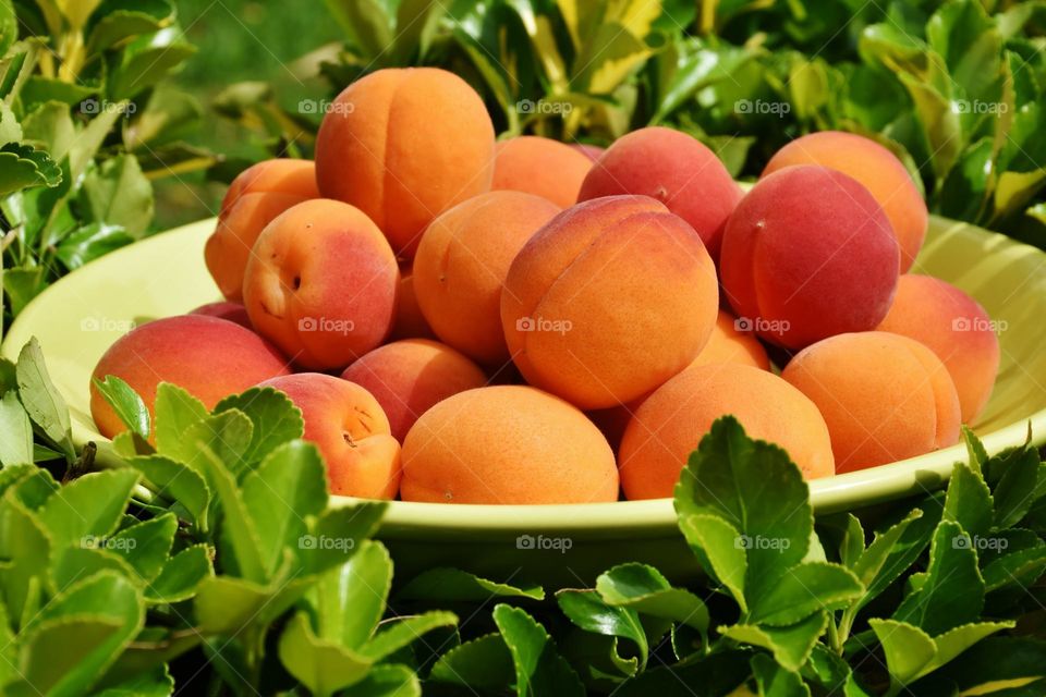 Delicious fresh peaches fruit