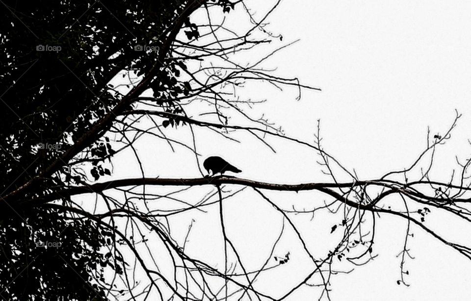 crow on a branch of a tree