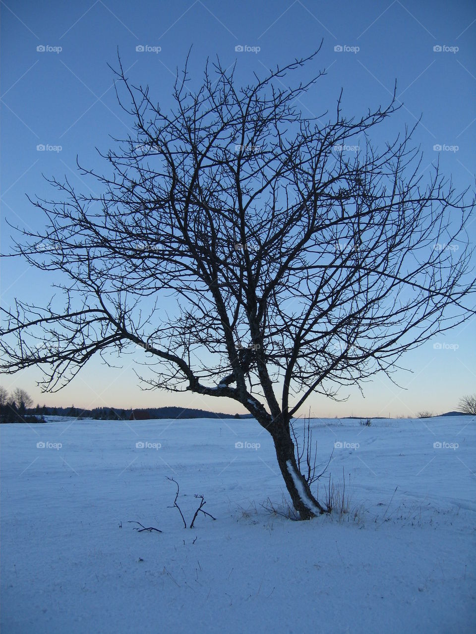 tree in snow