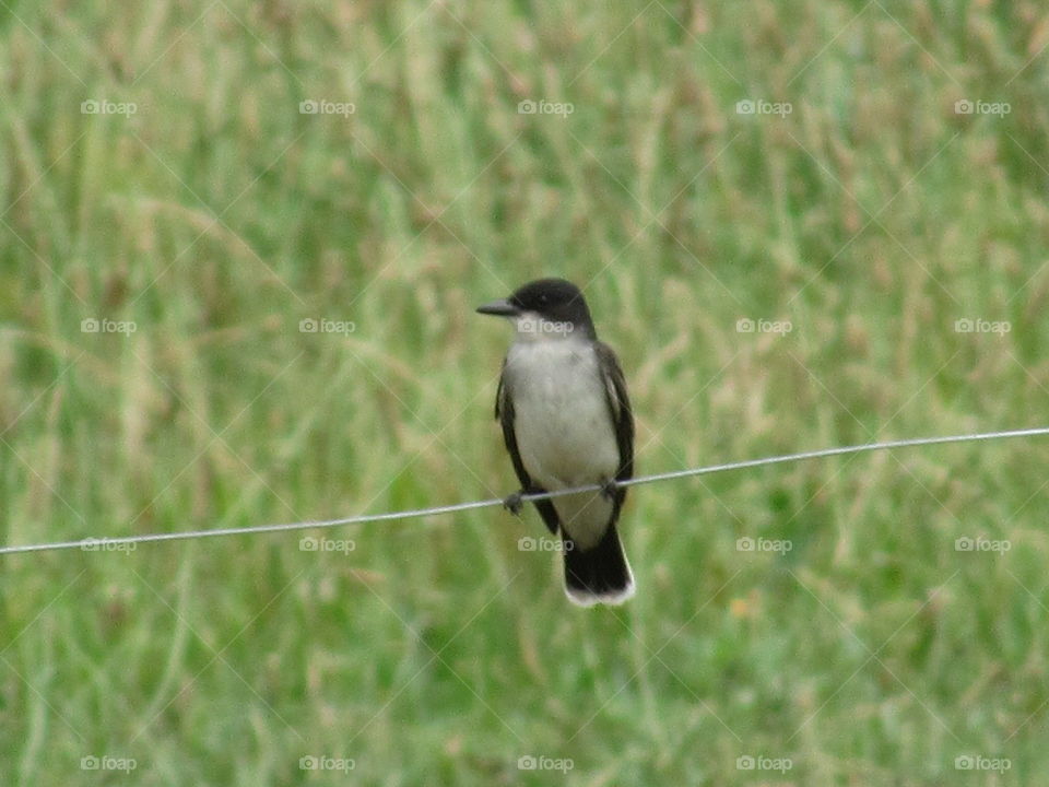 Eastern Kingbird