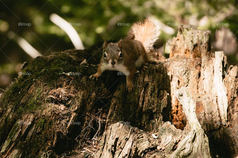 portrait photo of a squirrel in the park