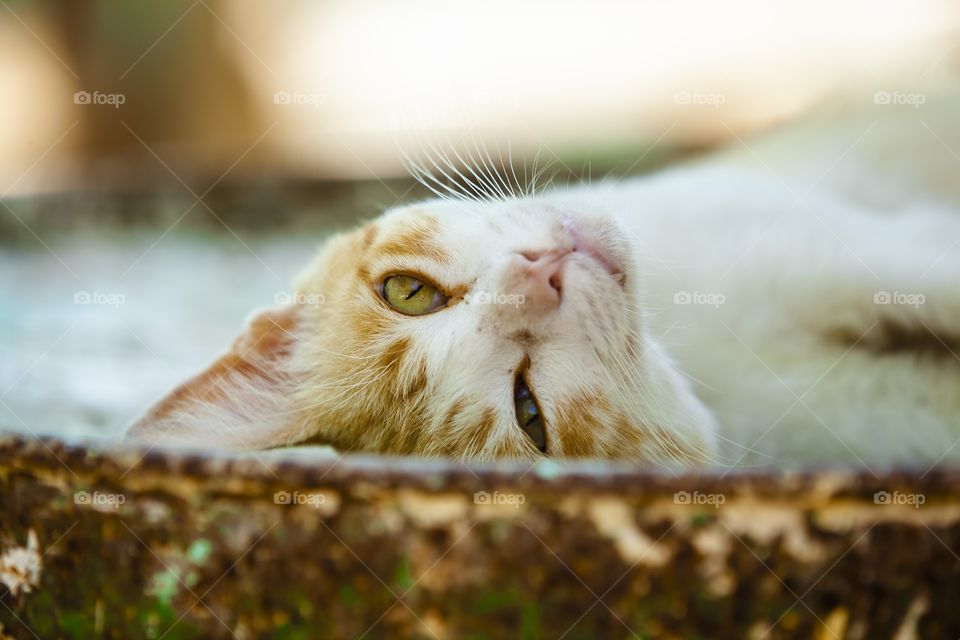 Gato naranja y blanco 