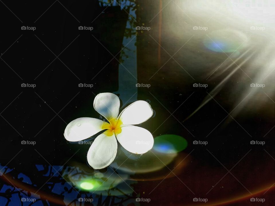 plumeria and sunlight