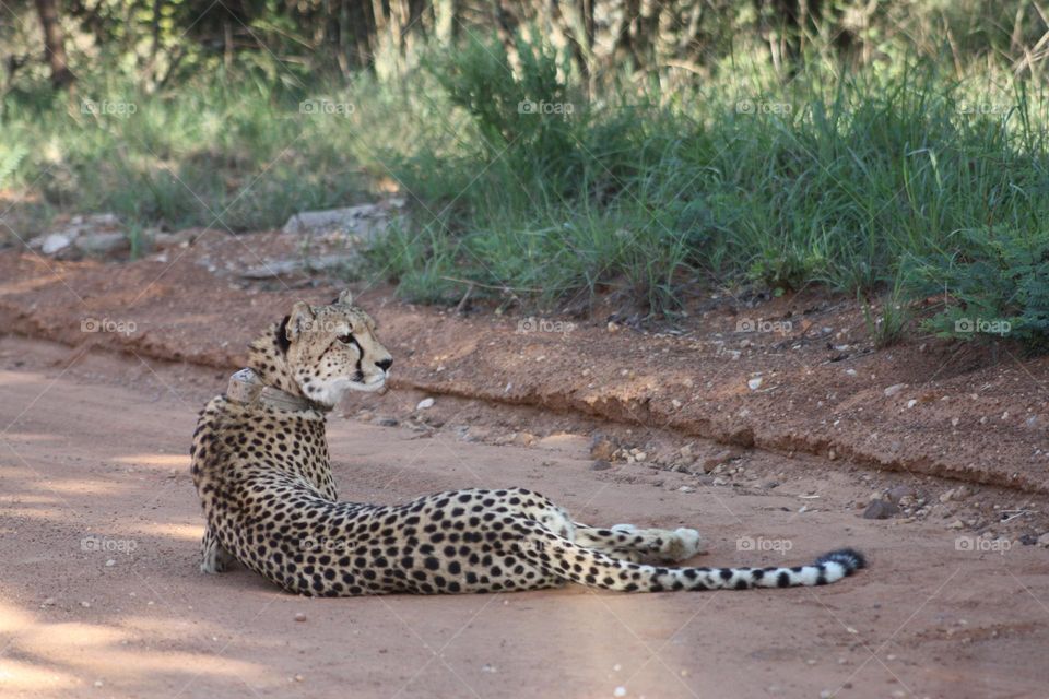 on a sad note.Her name was Rietvlei. my last photo of this amazing cheetha a few weeks ago.she raised over 15 cubs in her lifetime. RIP dear rietvlei,you will be deeply missed,but your spirit will forever roam free in the vast expanse of my memories